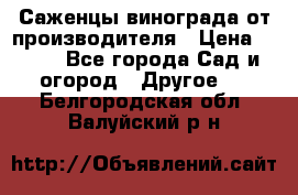 Саженцы винограда от производителя › Цена ­ 800 - Все города Сад и огород » Другое   . Белгородская обл.,Валуйский р-н